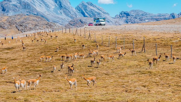 Repoblan vicuñas en comunidad campesina de Atancama