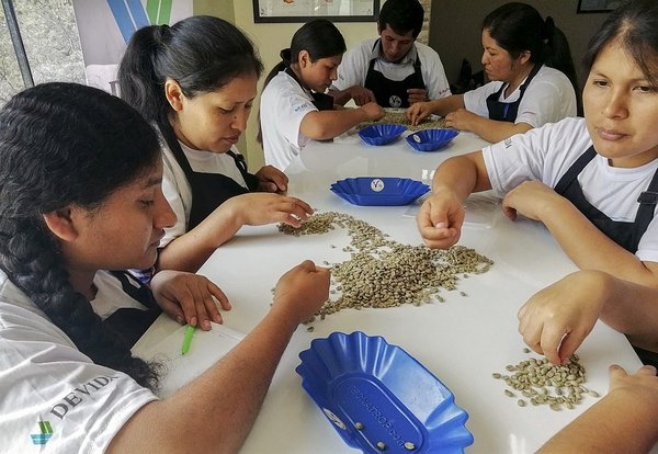 Impulsan producción de cafés especiales en provincias de Cusco