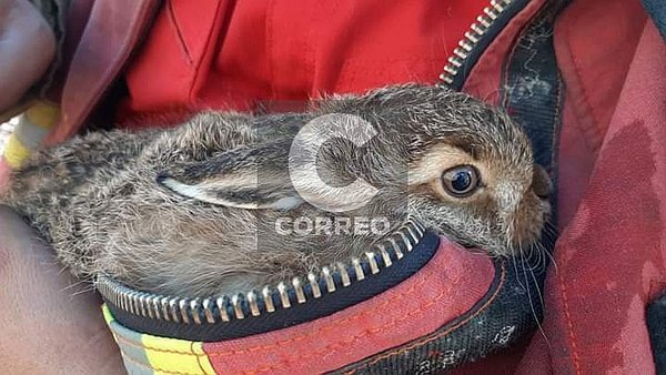 Bomberos rescatan animales silvestres tras incendio forestal en Cusco (FOTOS)