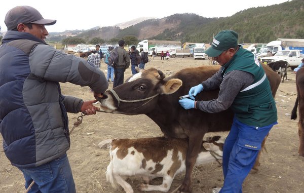 Vacunan a ganado contra el 'mal de la pierna negra' en Cusco